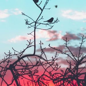 Meet your Posher, Savi